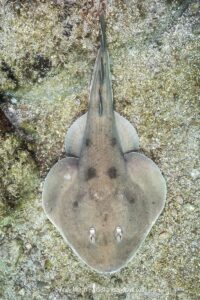 Cortez Electric Ray, Narcine entemedor. Aka Giant Electric Ray. Sea of Cortez, Mexico, Eastern Pacific.