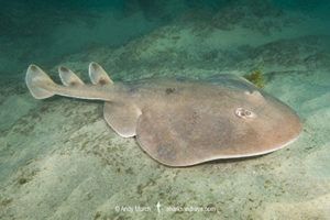 Cortez Electric Ray