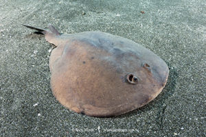 Japanese Sleeper Ray
