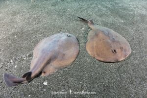 Japanese Sleeper Ray, Narke japonica, Chiba Prefecture, Honshu, Japan, Pacific Ocean.