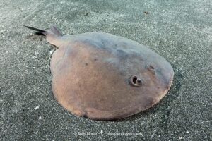 Japanese Sleeper Ray, Narke japonica, Chiba Prefecture, Honshu, Japan, Pacific Ocean.