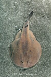 Japanese Sleeper Ray, Narke japonica, Chiba Prefecture, Honshu, Japan, Pacific Ocean.