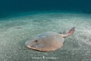 Japanese Sleeper Ray, Narke japonica, Chiba Prefecture, Honshu, Japan, Pacific Ocean.