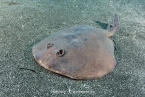 Japanese Sleeper Ray, Narke japonica, Chiba Prefecture, Honshu, Japan, Pacific Ocean.