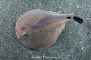 Japanese Sleeper Ray, Narke japonica, Chiba Prefecture, Honshu, Japan, Pacific Ocean.