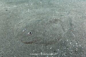 Japanese Sleeper Ray, Narke japonica, Chiba Prefecture, Honshu, Japan, Pacific Ocean.