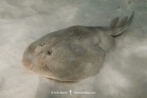 Lesser Electric Ray - Narcine bancroftii.