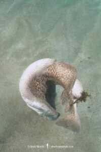 Marbled Torpedo Ray, Torpedo marmorata, in back arching defensive posture or threat display ready to shock. Aka Marbled Electric Ray. El Cabron Marine Park, Arinaga, Gran Canaria, Canary Islands, Spain, eastern Atlantic Ocean.
