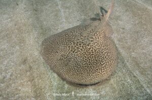 Marbled Torpedo Ray, Torpedo marmorata, Aka Marbled Electric Ray. El Cabron Marine Park, Arinaga, Gran Canaria, Canary Islands, Spain, eastern Atlantic Ocean.