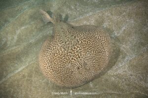 Marbled Torpedo Ray, Torpedo marmorata, Aka Marbled Electric Ray. El Cabron Marine Park, Arinaga, Gran Canaria, Canary Islands, Spain, eastern Atlantic Ocean.