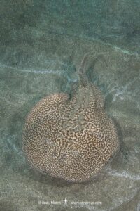 Marbled Torpedo Ray, Torpedo marmorata, Aka Marbled Electric Ray. El Cabron Marine Park, Arinaga, Gran Canaria, Canary Islands, Spain, eastern Atlantic Ocean.