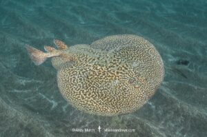 Marbled Torpedo Ray, Torpedo marmorata, Aka Marbled Electric Ray. El Cabron Marine Park, Arinaga, Gran Canaria, Canary Islands, Spain, eastern Atlantic Ocean.