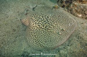 Marbled Torpedo Ray, Torpedo marmorata, Aka Marbled Electric Ray. El Cabron Marine Park, Arinaga, Gran Canaria, Canary Islands, Spain, eastern Atlantic Ocean.