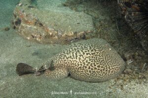 Marbled Torpedo Ray, Torpedo marmorata, Aka Marbled Electric Ray. El Cabron Marine Park, Arinaga, Gran Canaria, Canary Islands, Spain, eastern Atlantic Ocean.