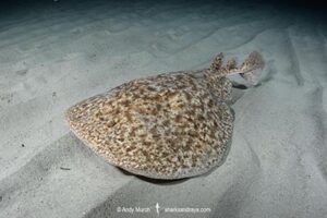 Marbled Torpedo Ray, Torpedo marmorata, Aka Marbled Electric Ray. Playa La Granadella, Spain, Mediterranean Sea.