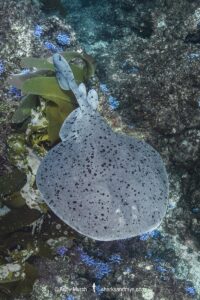 Pacific Torpedo Ray, Tetronarce californica , Aka Pacific electric ray, Farnsworth Bank, Catalina Island, Eastern Pacific.