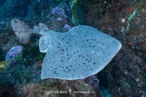 Pacific Torpedo Ray, Tetronarce californica , Aka Pacific electric ray, Farnsworth Bank, Catalina Island, Eastern Pacific.