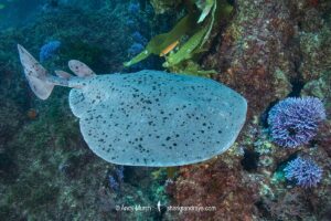 Pacific Torpedo Ray, Tetronarce californica , Aka Pacific electric ray, Farnsworth Bank, Catalina Island, Eastern Pacific.