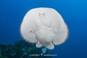 Pacific Torpedo Ray, Tetronarce californica , Aka Pacific electric ray, Farnsworth Bank, Catalina Island, Eastern Pacific.