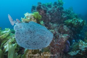 Pacific Torpedo Ray, Tetronarce californica , Aka Pacific electric ray, Farnsworth Bank, Catalina Island, Eastern Pacific.