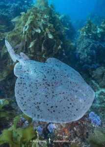 Pacific Torpedo Ray, Tetronarce californica , Aka Pacific electric ray, Farnsworth Bank, Catalina Island, Eastern Pacific.