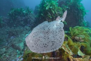 Pacific Torpedo Ray, Tetronarce californica , Aka Pacific electric ray, Farnsworth Bank, Catalina Island, Eastern Pacific.