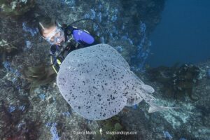 Pacific Torpedo Ray, Tetronarce californica , Aka Pacific electric ray, Farnsworth Bank, Catalina Island, Eastern Pacific.