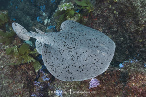 Pacific Torpedo Ray, Tetronarce californica , Aka Pacific electric ray, Farnsworth Bank, Catalina Island, Eastern Pacific.