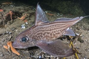 Rabbit Fish, Chimaera monstrosa. Aka ghost shark, chimaera, ratfish. A deepwater holocephalan from the Northeast Atlantic Ocean and the Mediterranean Sea.