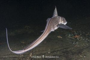 Rabbit Fish, Chimaera monstrosa. Aka ghost shark, chimaera, ratfish. A deepwater holocephalan from the Northeast Atlantic Ocean and the Mediterranean Sea.