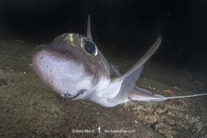Rabbit Fish, Chimaera monstrosa. Aka ghost shark, chimaera, ratfish. A deepwater holocephalan from the Northeast Atlantic Ocean and the Mediterranean Sea.