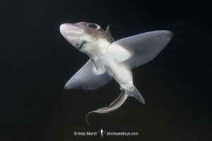 Rabbit Fish, Chimaera monstrosa. Aka ghost shark, chimaera, ratfish. A deepwater holocephalan from the Northeast Atlantic Ocean and the Mediterranean Sea.