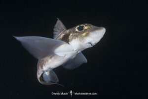 Rabbit Fish, Chimaera monstrosa. Aka ghost shark, chimaera, ratfish. A deepwater holocephalan from the Northeast Atlantic Ocean and the Mediterranean Sea.