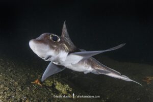 Rabbit Fish, Chimaera monstrosa. Aka ghost shark, chimaera, ratfish. A deepwater holocephalan from the Northeast Atlantic Ocean and the Mediterranean Sea.