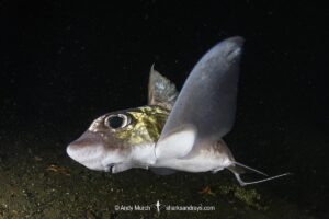Rabbit Fish, Chimaera monstrosa. Aka ghost shark, chimaera, ratfish. A deepwater holocephalan from the Northeast Atlantic Ocean and the Mediterranean Sea.