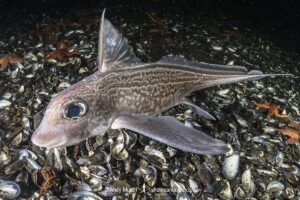 Rabbit Fish, Chimaera monstrosa. Aka ghost shark, chimaera, ratfish. A deepwater holocephalan from the Northeast Atlantic Ocean and the Mediterranean Sea.
