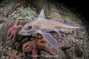 Rabbit Fish, Chimaera monstrosa. Aka ghost shark, chimaera, ratfish. A deepwater holocephalan from the Northeast Atlantic Ocean and the Mediterranean Sea.