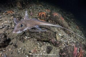 Rabbit Fish, Chimaera monstrosa. Aka ghost shark, chimaera, ratfish. A deepwater holocephalan from the Northeast Atlantic Ocean and the Mediterranean Sea.