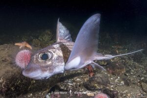 Rabbit Fish, Chimaera monstrosa. Aka ghost shark, chimaera, ratfish. A deepwater holocephalan from the Northeast Atlantic Ocean and the Mediterranean Sea.