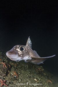 Rabbit Fish, Chimaera monstrosa. Aka ghost shark, chimaera, ratfish. A deepwater holocephalan from the Northeast Atlantic Ocean and the Mediterranean Sea.
