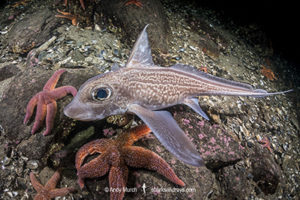 Rabbit Fish, Chimaera monstrosa. Aka ghost shark, chimaera, ratfish. A deepwater holocephalan from the Northeast Atlantic Ocean and the Mediterranean Sea.
