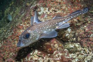 Spotted Ratfish, Hydrolagus colliei. Aka chimaera, chimera, or ghost shark. Tahsis Inlet, British Columbia, Canada. An abundant cartilaginous species frequently seen by divers in the Pacific Northwest.