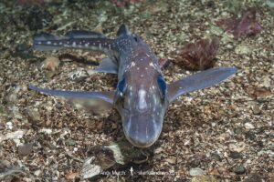Spotted Ratfish, Hydrolagus colliei. Aka chimaera, chimera, or ghost shark. Tahsis Inlet, British Columbia, Canada. An abundant cartilaginous species frequently seen by divers in the Pacific Northwest.