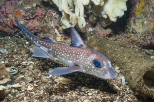 Spotted Ratfish, Hydrolagus colliei. Aka chimaera, chimera, or ghost shark. Tahsis Inlet, British Columbia, Canada. An abundant cartilaginous species frequently seen by divers in the Pacific Northwest.