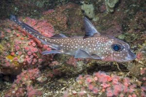Spotted Ratfish, Hydrolagus colliei. Aka chimaera, chimera, or ghost shark. Tahsis Inlet, British Columbia, Canada. An abundant cartilaginous species frequently seen by divers in the Pacific Northwest.