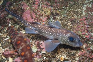 Spotted Ratfish, Hydrolagus colliei. Aka chimaera, chimera, or ghost shark. Tahsis Inlet, British Columbia, Canada. An abundant cartilaginous species frequently seen by divers in the Pacific Northwest.