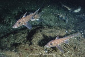 Spotted Ratfish, Hydrolagus colliei. Aka chimaera, chimera, or ghost shark. Tahsis Inlet, British Columbia, Canada. An abundant cartilaginous species frequently seen by divers in the Pacific Northwest.