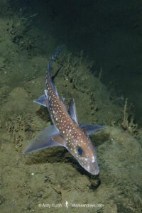 Spotted Ratfish, Hydrolagus colliei. Aka chimaera, chimera, or ghost shark. Tahsis Inlet, British Columbia, Canada. An abundant cartilaginous species frequently seen by divers in the Pacific Northwest.