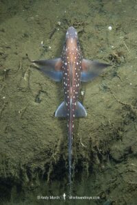 Spotted Ratfish, Hydrolagus colliei. Aka chimaera, chimera, or ghost shark. Tahsis Inlet, British Columbia, Canada. An abundant cartilaginous species frequently seen by divers in the Pacific Northwest.