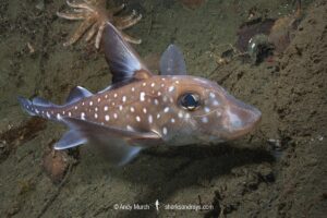 Spotted Ratfish, Hydrolagus colliei. Aka chimaera, chimera, or ghost shark. Tahsis Inlet, British Columbia, Canada. An abundant cartilaginous species frequently seen by divers in the Pacific Northwest.